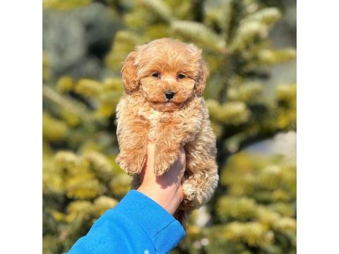 2.5 aylık erkek yavru maltipoo