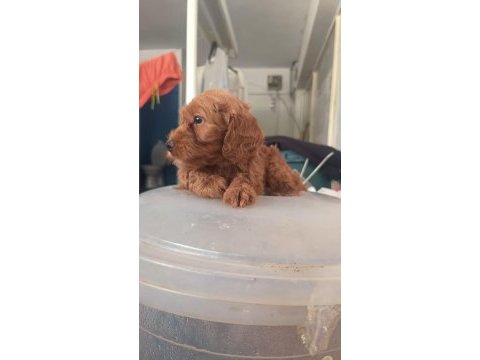 Safkan cockapoo yavrumuz
