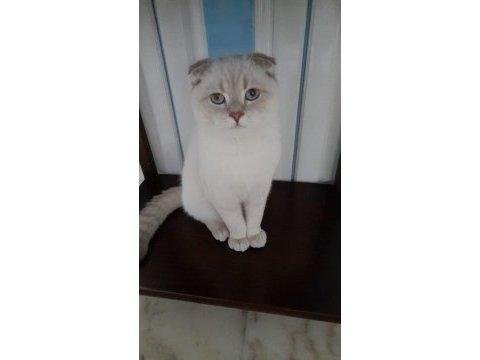 Scottish fold blue point