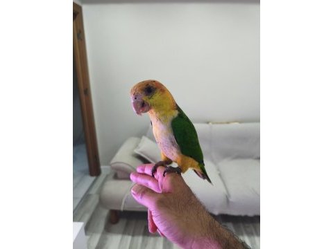 5 aylık bebek kayık papağanı portakal kafa