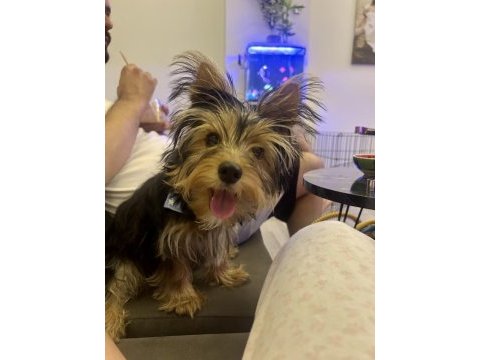 Yorkshire terrier 5 aylık