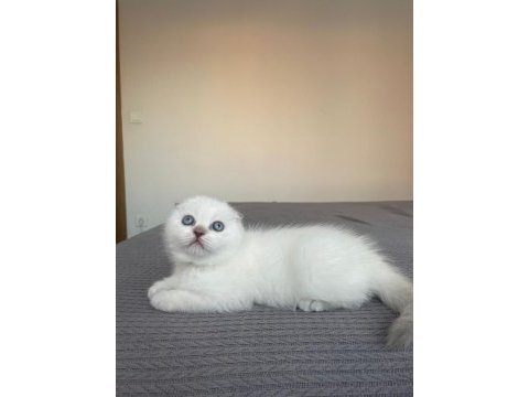 Safkan soy ırk garantili scottish fold mükemmel yavrumuz