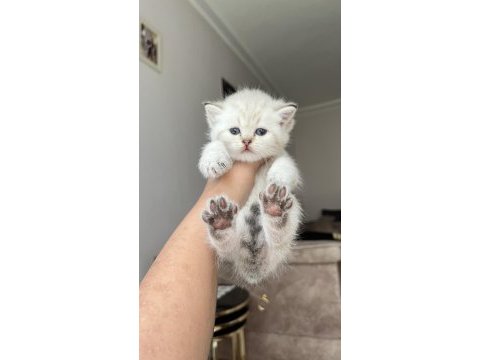 Son british shorthair kedimiz