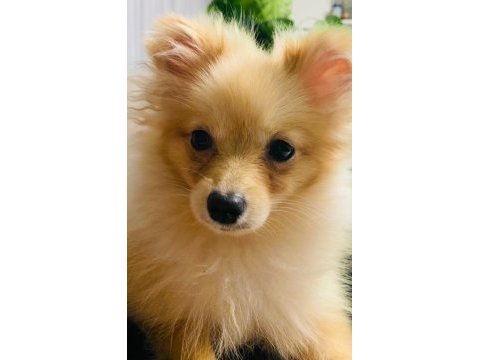 Pomeranian 6 aylık köpeğimiz