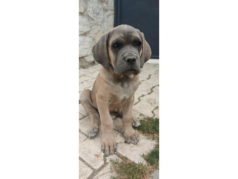 Saf kan mükemmel yavrular cane corso