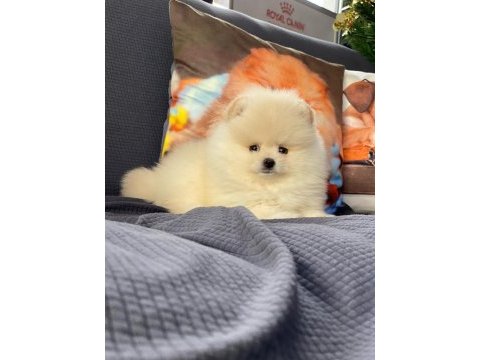 Pomeranian boo yavruları ıstanbul 