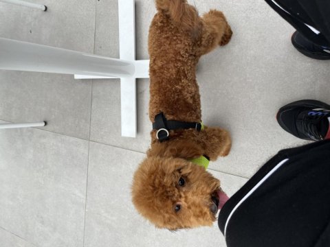 Poodle paskalımıza gerçekten bakacak bir aile arıyoruz