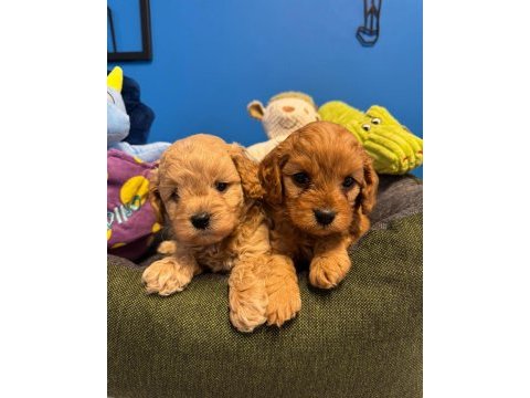 Babyface ırk garantili maltipoo bebeklerimiz