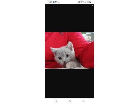 10 aylık british shorthair