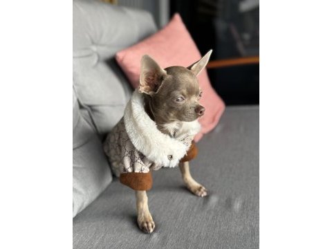 9 aylık şivava oğlumuza eş arıyoruz