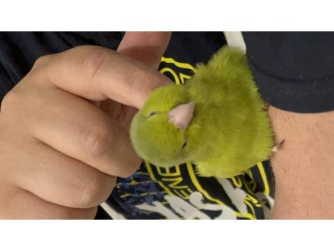 3 aylık yavru dişi forpus papağanı