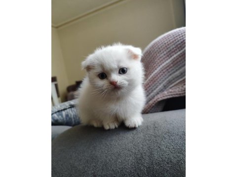 Scottish fold yavrumuz