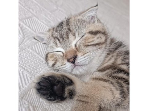2 aylık scottish fold dişi kedimiz yuva arıyor