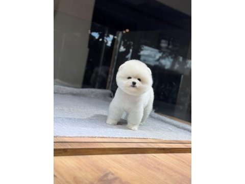 Sağlık ve ırk garantili pomeranian