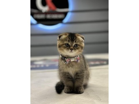 Show class scottish fold golden