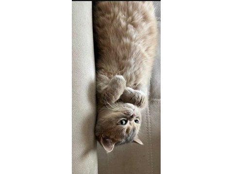 Bebek yüzlü erkek british shorthair