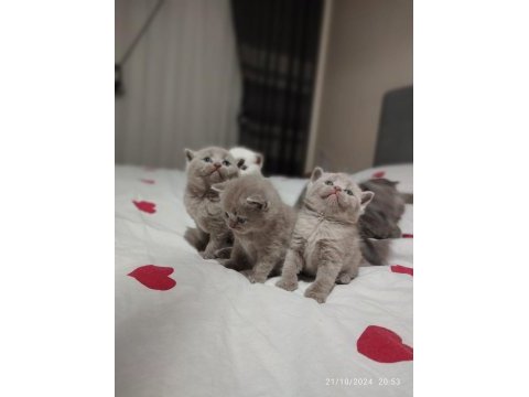 British shorthair dişi ve erkek