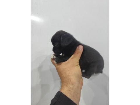 2 aylık dişi pug mops