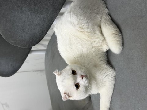 Scottish fold oğlumuz çakiye sıcak yuva arıyoruz