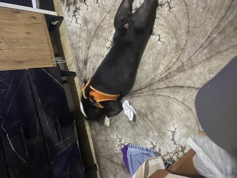 French bulldog 21.06.2022 doğumlu