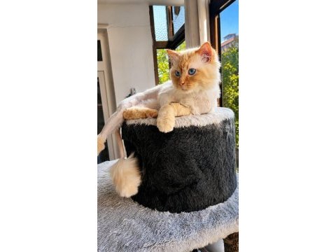 Ragdoll kedimiz ücretsiz