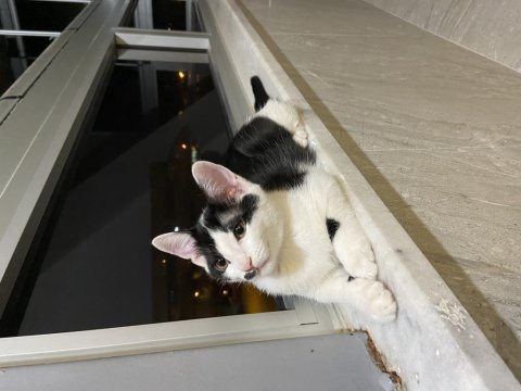 İki güzel tekir kızıma acil yuva arıyorum