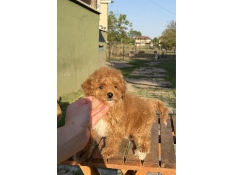 Mini boy maltipoo kızımız