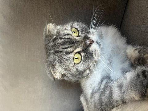 Scottish fold kedimi sahiplendiriyorum