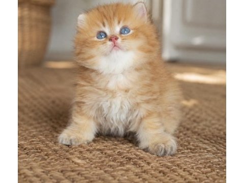 British longhair erkek golden show kalite