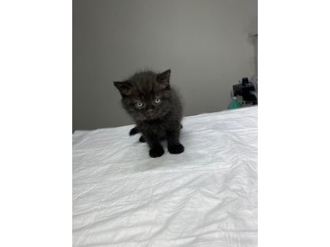 Tatlış britishler shorthair