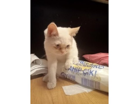 British red point
