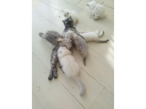 Scottish fold kedimize yuva arıyoruz