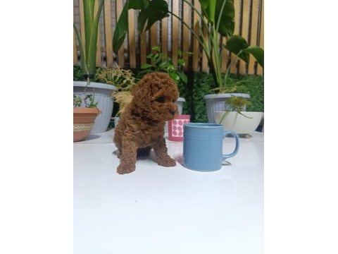 Tea cup boyutlarda kore poodle bebeklerimiz