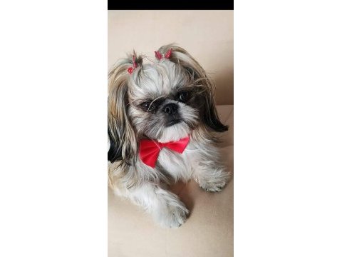 Safkan dişi shih tzu 2 aylık