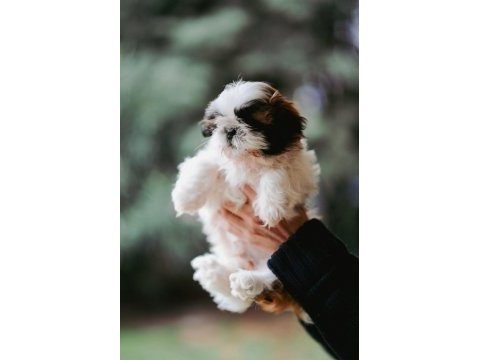 Safkan harika anne altından shih tzu bebekler