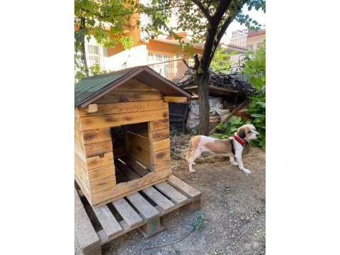 Köpeğimiz toprağı sahiplendirmek istiyoruz