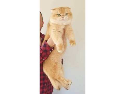 Üst düzey gen hattı golden point scottish fold bebekler