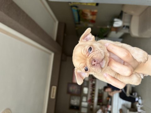 1.5 aylık orijinal chihuahua yavruları