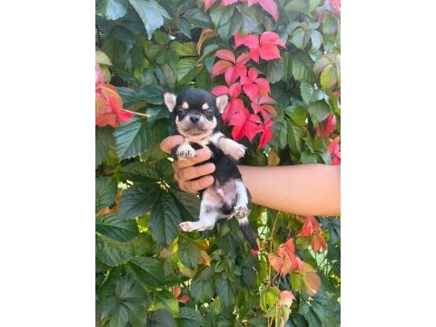 A kalite chihuahua bebekler