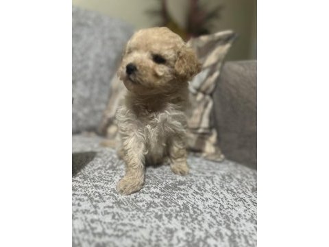 Maltipoo erkek micro kore