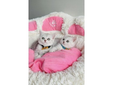 A kalite silver british shorthair bebeklerim 