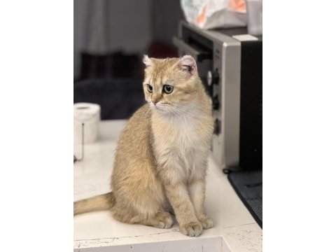 Takip şartlı sahiplendirilecek kedimiz