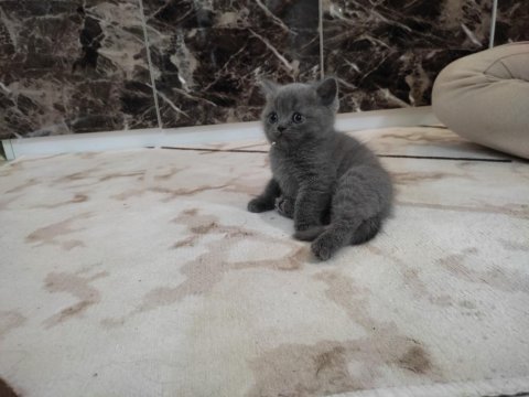 British shorthair