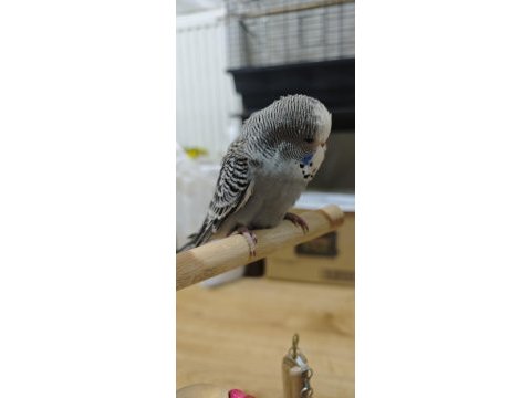 Show jumbo yavrular ele kola alıştırmalık muhabbet kuşu