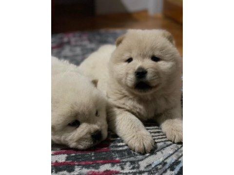 Çin aslanı köpeği
