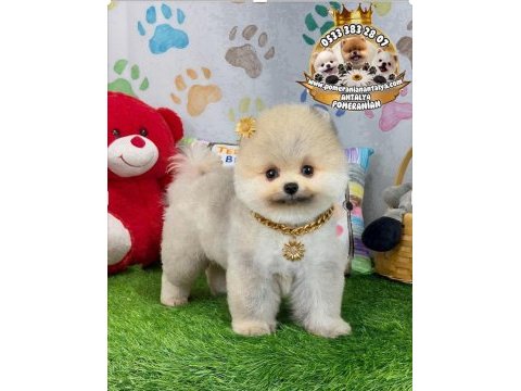 Antalya orjinal pomeranian boo yavrular gel gör al
