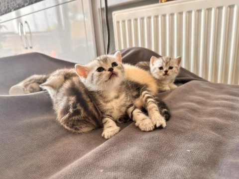 Muhteşem renkte british shorthair ve scotish fold yavrular