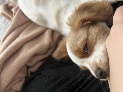 2.5 aylık cavalier king charles yavrumuz