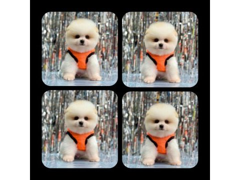 Orjinal ayı surat pomeranian boo