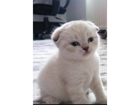 Scottish fold silver